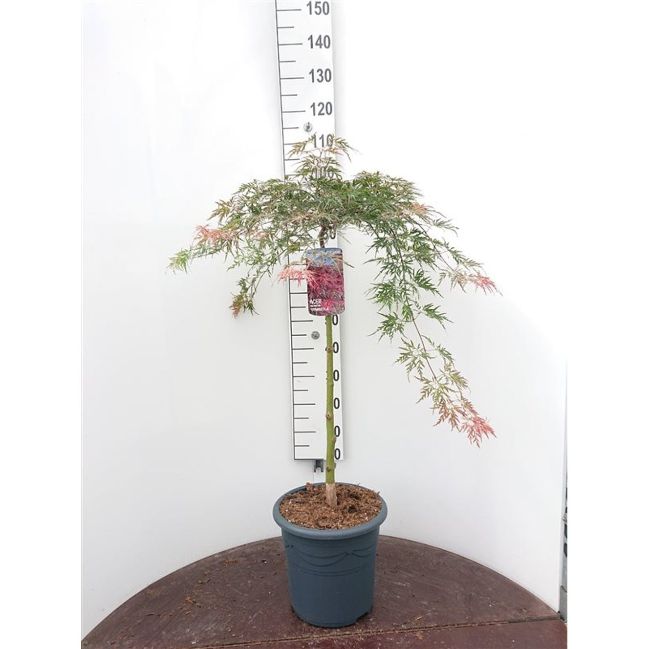 Japansk lönn – Acer pal. 'Orangeola' - 50 CM Stem C15